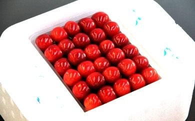 08-04-008　さくらんぼ(佐藤錦)特選手詰め500g