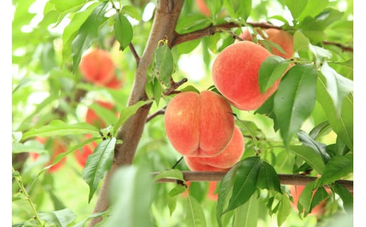 08-08-001　もも(あかつき)2kg