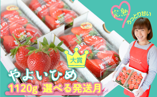 【やよいひめ】 いちご やよいひめ 4パック 1120g | 選べる量と発送時期 (2月発送) | ステビア栽培 低農薬 大粒 完熟 甘い 苺 イチゴ | 贈答用 果物 フルーツ | 茨城県鉾田市 うさみ園直送 畑の いちご \第5回茨城いちごグランプリ大賞受賞/