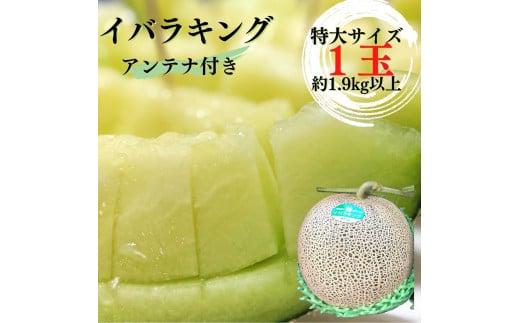 イバラキングメロン(アンテナ付き・特大)1玉(約1.9kg以上)