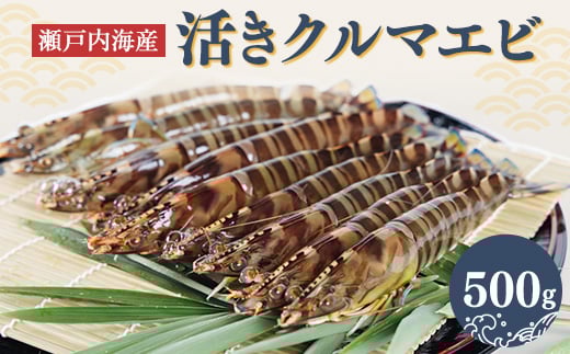 2026年1月発送:活きクルマエビ 500g【1052792】