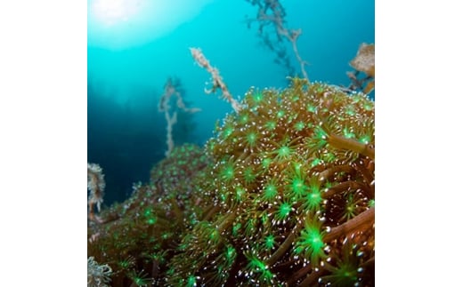 瀬戸内海・ニホンアワサンゴの群生地でファンダイビング!(2ビーチ)【1121452】