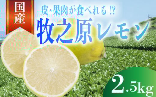 [事前受付]レモン 2.5kg れもん 檸檬 Lemon 柑橘類 柑橘 フルーツ 果物 酸っぱい 果肉 酸味 甘み 璃の香 防腐剤不使用 牧之原レモン 静岡県 牧之原市 果肉食べられる 自宅用 贈答品 レモンスカッシュ レモンパウンドケーキ レモンサワー