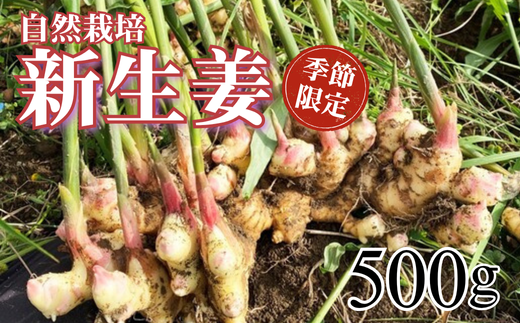 自然栽培 新生姜 500g 高知県産