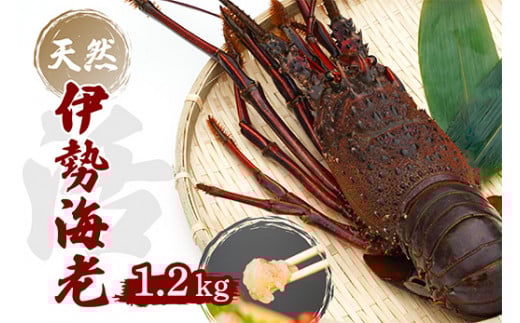 産地直送!<生> 伊勢海老 ( レシピ付き ) 1.2kg 1200g