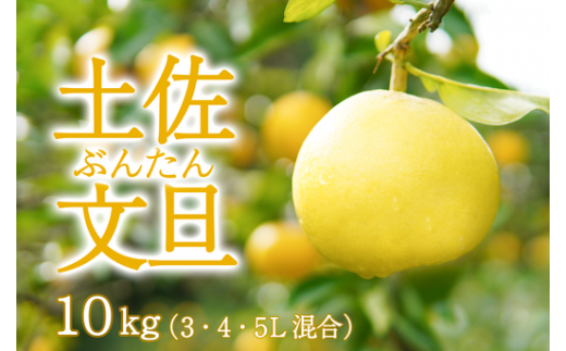 〈 先行予約受付中 〉 潮風の恵みで育った津野さんの土佐文旦 3・4・5L混合 家庭用 10kg 文旦 ブンタン ぶんたん 高知 土佐 果物 甘い 柑橘 フルーツ