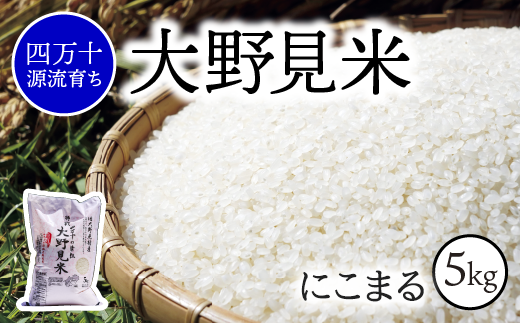 【 四万十源流育ち 】 特別栽培 大野見米 にこまる 5kg ( 白米 ) ご飯 米 お米 にこまる 四万十