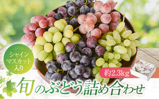 シャインマスカットほか　旬のブドウ詰合せセット（約2.3kg）