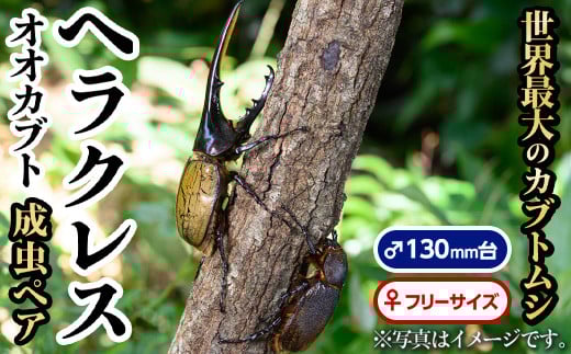C76002 ヘラクレスオオカブト (ヘラクレスヘラクレス) 成虫ペア オス(130mm台) メス(フリーサイズ) 鹿児島 ヘラクレス カブトムシ かぶとむし 雄 オス 昆虫 虫 むし 成虫 生体 飼育 生き物 生物【ビートル倶楽部】