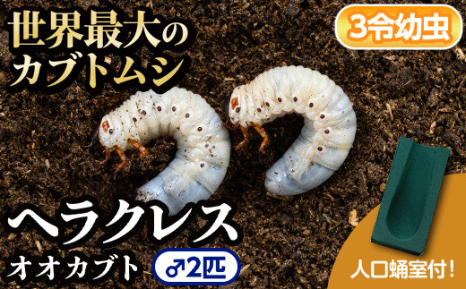 B76002 ヘラクレスオオカブト (ヘラクレスヘラクレス) 3令幼虫オス2匹 人工蛹室付 鹿児島 ヘラクレス カブトムシ かぶとむし 雄 オス 昆虫 虫 むし 幼虫 生体 飼育 生き物 生物 【ビートル倶楽部】
