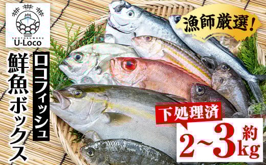 A78003 漁師厳選!ロコフィッシュ(地魚) 下処理済 鮮魚 ボックス(約2~3kg)【エコ包装】 地魚 魚 お魚 冷蔵 生もの 加工品 未利用魚 低利用魚 焼き魚 焼魚 刺し身 刺身 煮魚 届くまでのお楽しみ 鮮魚セット 鮮魚ボックス 鮮魚BOX【昌徳丸】