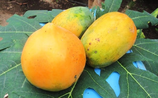 フルーツパパイヤ 2~3玉 (約1kg) パパイヤ ぱぱいや 果物 フルーツ くだもの 南国フルーツ トロピカルフルーツ 国産パパイヤ 国産フルーツ 熊本県 人吉市 常温 【2026年2月上旬~4月上旬発送予定】