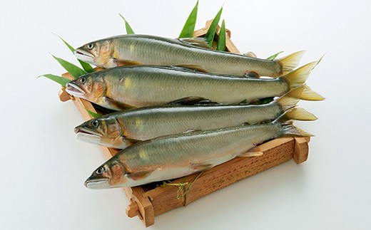 天然鮎(冷凍)約1kg 5〜10尾 鮎 あゆ 魚 魚介類 九州産 熊本県産 人吉産