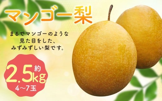 【2025年10月下旬より12月下旬迄順次発送予定】 王秋梨 ( マンゴー梨 ) 約2.5kg ( 4-7玉 ) 梨 フルーツ