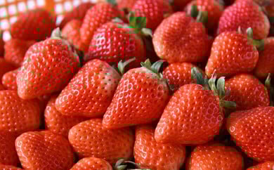 【2025年12月発送】「ゆうべに」250g×4パック いちご イチゴ 苺 フルーツ 果物