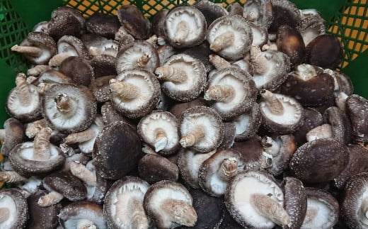 特選原木栽培生しいたけ 「にく丸くん 中サイズ」 1.2kg 【2025年10月下旬～2026年2月上旬発送予定】生椎茸 椎茸 きのこ キノコ 茸 野菜 肉厚 お取り寄せ