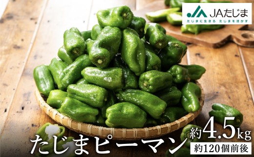 関西有数のピーマン産地!濃い緑で肉厚! たじまピーマン 約4.5kg