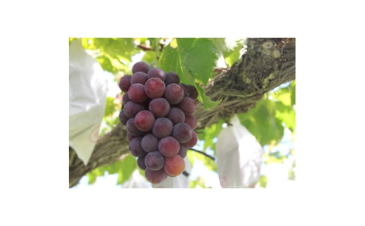 数量限定 訳あり 豊岡ぶどう「ピオーネ」 約300g×6パック