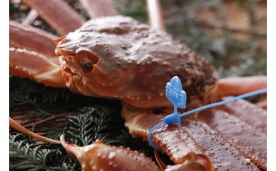 【訳あり】タグつき 活松葉ガニ１kg前後