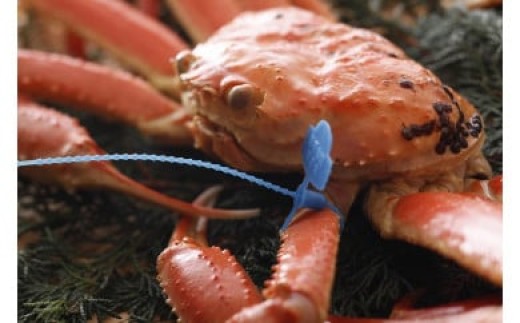 【訳あり】タグつき 釜茹で松葉ガニ700g前後