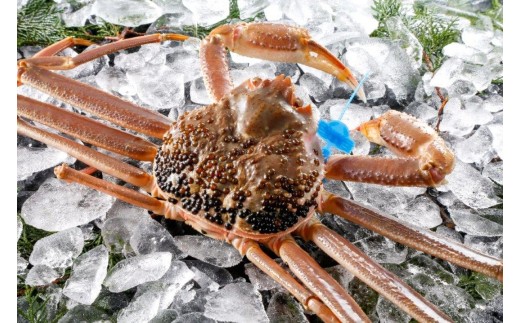 期間・数量限定 タグ付き 津居山産 松葉ガニ 1杯 / 活 900g～1kg / 新鮮 松葉がに 松葉蟹 ズワイガニ ずわいがに かに カニ 蟹 冷蔵 海鮮 お取り寄せ グルメ 兵庫県 豊岡市 津居山漁港 但馬漁業協同組合