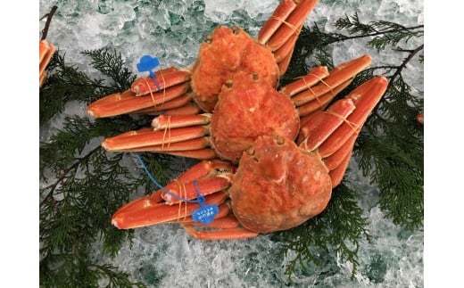 期間・数量限定 タグ付き 津居山産 松葉ガニ 1杯 / 茹で 700g～800g / 新鮮 松葉がに 松葉蟹 ズワイガニ ずわいがに かに カニ 蟹 ボイル 冷蔵 海鮮 お取り寄せ グルメ 兵庫県 豊岡市 津居山漁港 但馬漁業協同組合