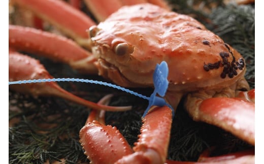 【訳あり】釜茹で松葉ガニ１kg前後