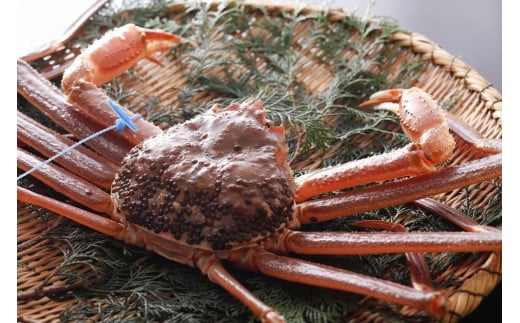 【kinosaki spa&gardens　湯楽使用】タグつき 活松葉ガニ　約800ｇ