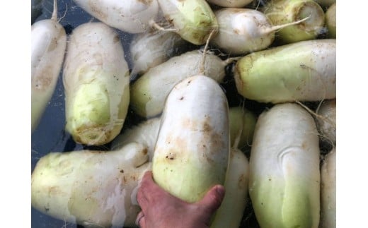 《満天☆青空レストラン 2/15放送》【1月下旬~3月上旬発送】令和7年産 飛騨 山之村 清水さんちの「寒熟だいこん」完熟大根 約4.5kg 2~6本 野菜 産地直送 ダイコン 鍋 おでん 煮物 野菜 根菜
