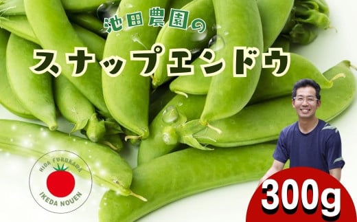[先行予約]＼シャキシャキ プリプリ/ 採れたて スナップエンドウ 300g 令和7年産 飛騨産 国産 スナップえんどう 旬 旬もの 産地直送 野菜 2025年産 [6月上旬〜6月下旬発送]飛騨市 池田農園 6000円 6千円