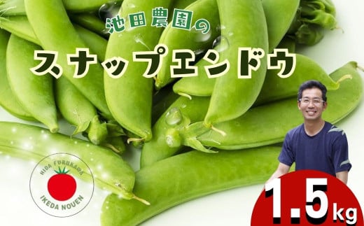 [先行予約]＼シャキシャキ プリプリ/ 採れたて スナップエンドウ 1.5kg 令和7年産 飛騨産 国産 スナップえんどう 旬 旬もの 産地直送 野菜 2025年産 [6月上旬〜6月下旬発送]飛騨市 池田農園 15000円 [Q2944.Q2945]