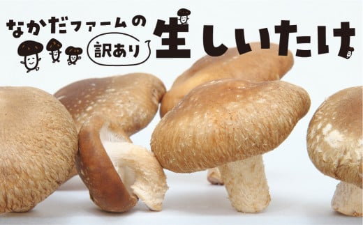 《先行予約》《訳あり》なかだファーム 訳あり しいたけ 200g×2 計400g 椎茸 個包装 詰め合わせ 便利