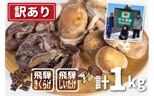 【訳あり】【11月上旬〜3月下旬】菌床しいたけ・生きくらげセット 計1kg 政木農園 肉厚 椎茸 シイタケ キクラゲ 飛騨  簡易包装 syun183