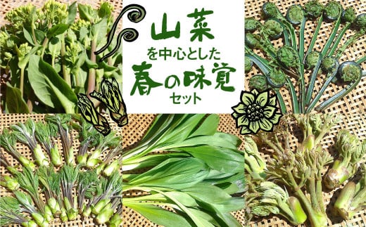 《先行予約》山菜を中心とした春の味覚セット syun11 野菜 山菜 春野菜 ありがとうファーム 有機野菜 春の味覚 2026年先行予約