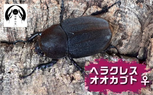 昆虫の王様 ヘラクレスオオカブトのメス ♀ カブトムシ 大型 ブリード  Manoa系