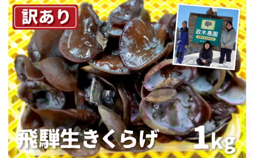 【訳あり】生きくらげ 1kg 政木農園 キクラゲ 飛騨 簡易包装 訳アリ わけあり ワケアリ 家庭用  飛騨市