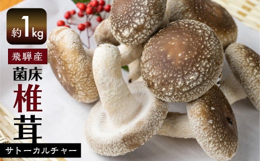 《先行予約》菌床しいたけ 1kg 約100g×10パック 枚数おまかせ 国産 椎茸 シイタケ 生しいたけ きのこ キノコ 鍋 すきやき すき焼き ［Q2368wx］《hida0307》