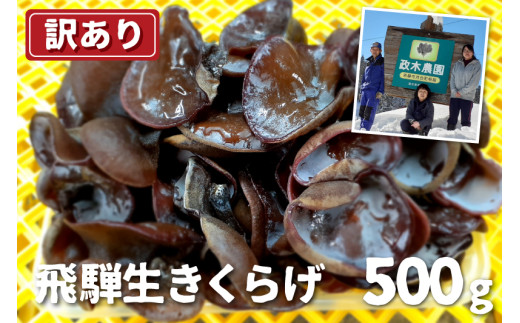 【訳あり】生きくらげ 500g 政木農園 キクラゲ 飛騨 簡易包装 訳アリ わけあり ワケアリ 家庭用 飛騨市
