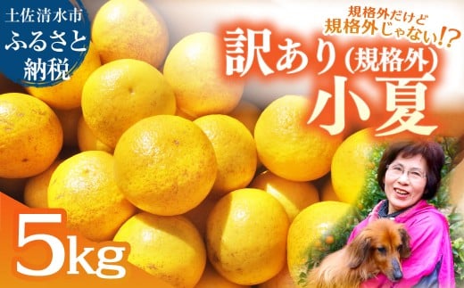 R8.4月中旬以降発送 規格外だけど規格外じゃない!? 訳あり 小夏 5kg 日向夏 みかん ミカン 柑橘 フルーツ 果物 果実 こなつ コナツ ニューサマーオレンジ おいしい 美味しい ワケアリ 自宅用 ご家庭用 高知県 井村農園【R01487】