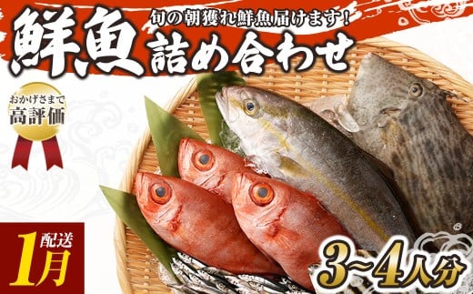 旬の朝獲れ鮮魚詰め合わせ 【2026年1月配送】 鮮魚 直送 ボックス 詰め合わせ【以布利定置網 漁師直送】セット おまかせ 魚介 海鮮 魚 魚介類 海鮮セット 新鮮 天然【S00818-1】