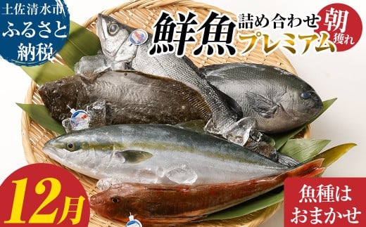 旬の朝獲れ鮮魚詰め合わせ(プレミアム)【2025年12月配送】 鮮魚 ボックス 詰め合わせ【以布利定置網 漁師直送】朝獲れ 旬 魚介 海鮮 魚 さかな せんぎょ 鮮魚セット おまかせ お任せ【S00819-12】