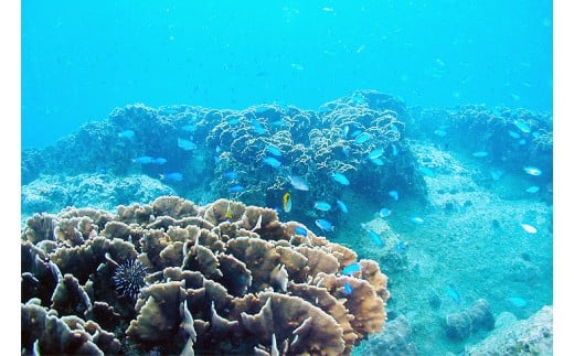 絶景竜串海中公園！ダイビング２ボート体験券（1名分）【初心者歓迎】チケット マリンスポーツ 観光【R01526】