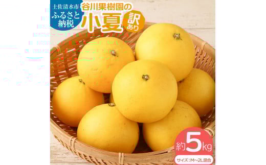 【令和8年4月発送】 <訳あり> 谷川果樹園の小夏5kg 日向夏 みかん 柑橘 フルーツ こなつ ニューサマーオレンジ  果物 美味しい ワケあり 訳 自宅用 おやつ  高知 【R00238】