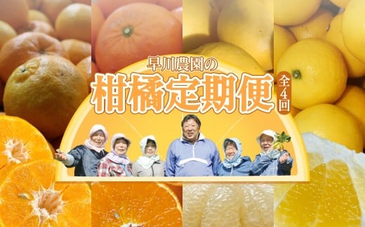 [令和8年発送]柑橘フルーツ4回定期便(ぽんかん3kg・麗紅3kg・文旦5kg・小夏3kg)みかん4種 果物 果実 柑橘 フルーツ デザート おやつ 美味しい 国産 ギフト プレゼント 贈答[J00018]