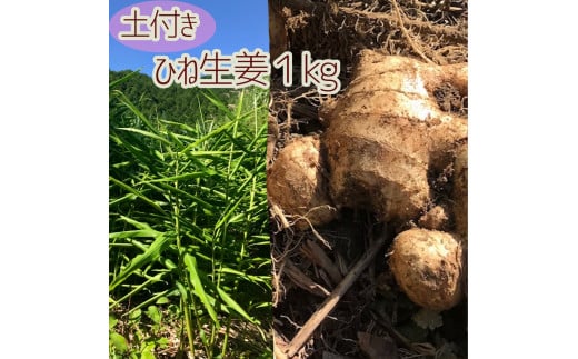 自然農 ひね生姜１kg（自然のままの土付き）親生姜 皮まで食べられる 甘酢漬け ガリ ショウガ レシピ付き【R00218】