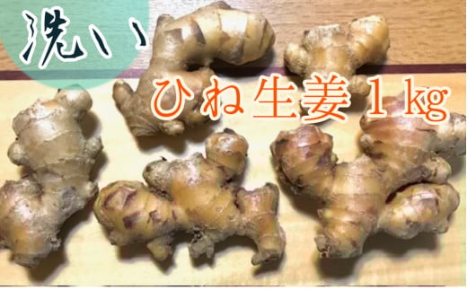 【先行受付】自然農 ひね生姜1kg(洗いショウガ)親生姜 皮まで食べられる 甘酢漬け ガリ 農薬肥料不使用 レシピ付き【R00249】