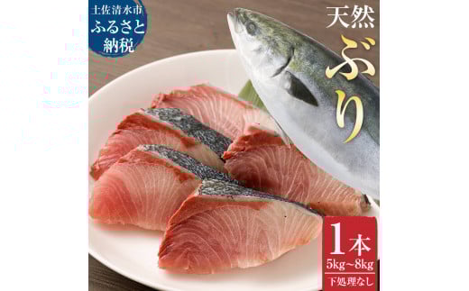 [令和8年3月発送]土佐清水産天然ぶり まるごと1本(5kg〜8kg)鰤 ブリ 鮮魚 一匹 下処理なし(内臓除去無し)[※着日指定不可※]ぶり大根 刺身 ぶりしゃぶ 天然[R00873]