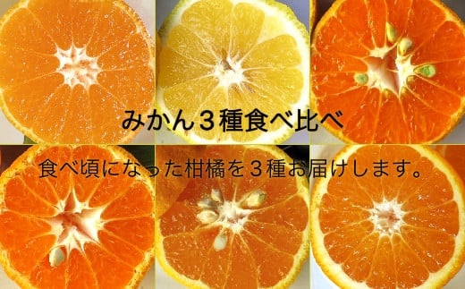 [R7年12月下旬以降順次発送]栽培期間中無農薬 訳あり みかん3種(計3kg)おまかせ食べ比べセット 先行受付品 お楽しみ 柑橘 ミカン 果物 果実 フルーツ おやつ デザート 健康 美味しい ワケアリ ご自宅用 国産 詰め合わせ[R01352]