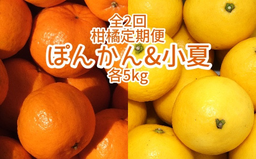 [令和8年発送]全2回定期便 特産柑橘フルーツ各5kg(ぽんかん&小夏 )5キロ みかん ミカン 果物 果実 果肉 デコポンの親 日向夏 おやつ デザート 甘い 美味しい 国産 ギフト 贈答 [J00220]