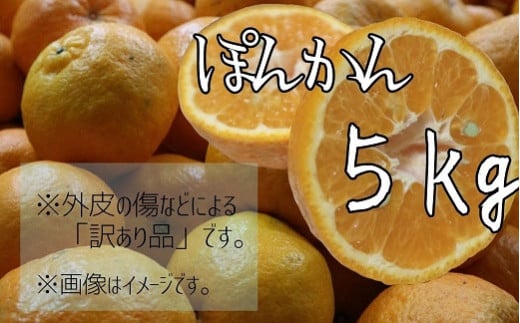 【R8年発送】<訳あり> 早川農園のぽんかん(5kg)デコポンの親 みかん 柑橘 フルーツ  果実 果物 くだもの デザート ジュース 5キロ 訳アリ わけあり ワケアリ 不知火 しらぬい 果汁 甘い【R01380】